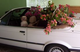 Zuzi in car with flowers