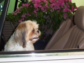 Zuzi in car with flowers (close up)
