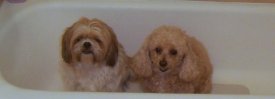 Zuzi in tub with poodle pal