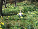 Daffodils 