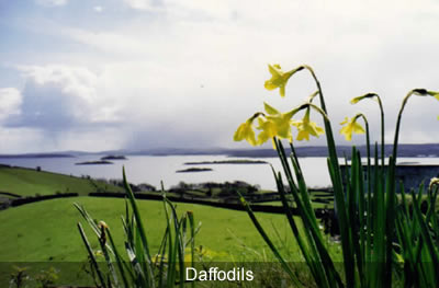 Daffodils